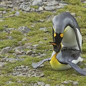 King Penguin - Mating Aptenodytes patagonicus Fortuna Bay South Georgia BI008134