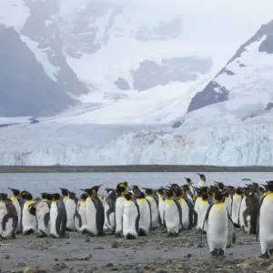 King Penguin - Moulting flock in front of Glacier Aptenodytes patagonicus Ross Glacier South Georgia BI008319