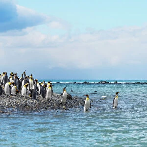 King penguins on the beach, Gold Harbour, South Georgia, Antarctica Date: 03-03-2020