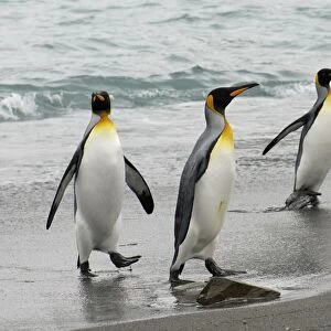 King Penguins leaving water, South Georgia, Antarctica