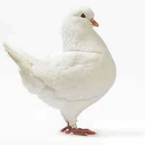 King Pigeon - white