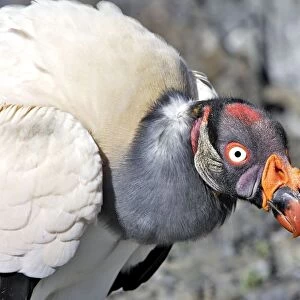 King Vulture - close-up of face. The Andes - Merida - Pico De Aguila - Venezuela