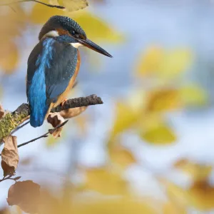 Kingfisher Female waiting to catch a fish amongst Autumn leaves. Bedfordshire UK