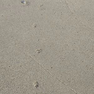 Kit Fox - tracks on beach - San Jose Island, Baja CA, Mexico