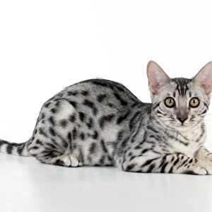 KITTEN - Bengal kitten 16 weeks
