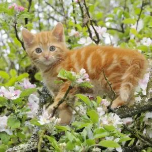 KITTEN. (ginger) in an apple tree KITTEN. (ginger) in an apple tree