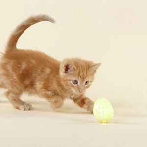 KITTEN. ( ginger) playing with decorative egg