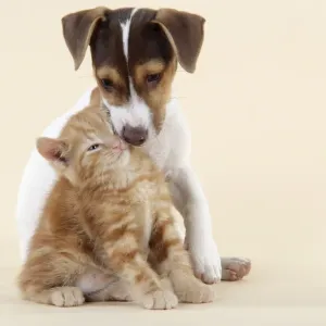 Kitten & Jack Russell puppy Kitten & Jack Russell puppy