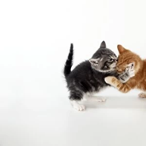 KITTEN - Kittens playing together