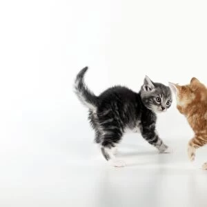KITTEN - Kittens playing together