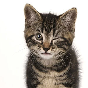 Kitten winking Date: 14-07-2021