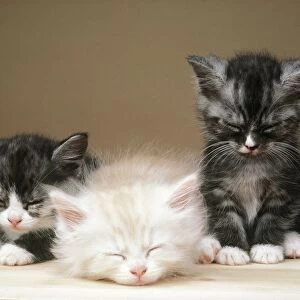 Three Kittens JD 1577 © John Daniels ARDEA LONDON