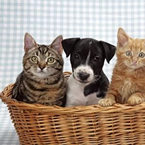 Three kittens and a puppy in a basket