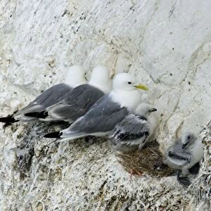 Kittiwake - three adults and two chicks perched in a row on a rock ledge - South Downs - East Sussex Coast - UK