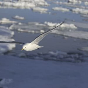 Kittiwake In flight Spitzbergen