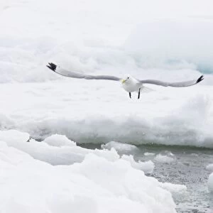 Kittiwake - Taking off from sea ice fishing hole Larus tridactyla Svalbard (Spitsbergen) Norway BI016920