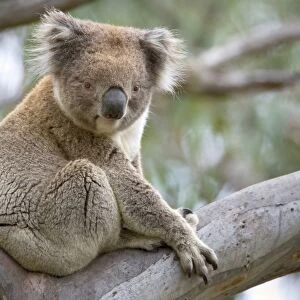 Koala - adult male rests in a comfortable looking tree fork in a tall eucalypt tree - Otway National Park, Victoria, Australia