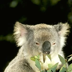 Koala- Eating, Australia JPF29876