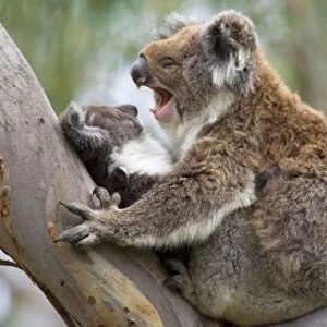 Koala - mother and child in a cute cuddling position. The young, also called joey, lays in its mother's arms in a comfortable looking tree fork of an old eucalypt tree