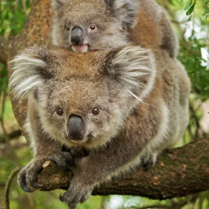 Koala - with young on back - Victoria - Australia
