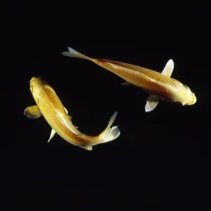 Koi Carp Koi Carp