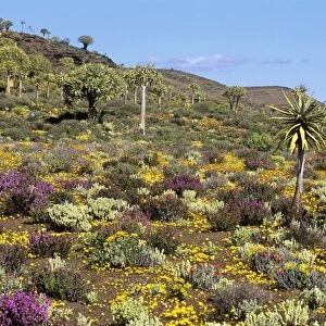 Kokerboom / Quiver Tree Forest - with spring flowers. South Africa