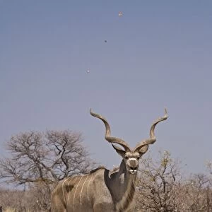 Kudu Bull-Standing in a small dust devil with leaves spiraling into the air Etosha National Park-Northern Namibia-Africa