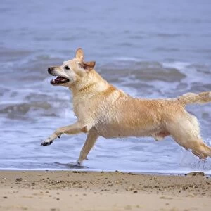 Labrador Cross Dog Running on beach by sea Norfolk UK