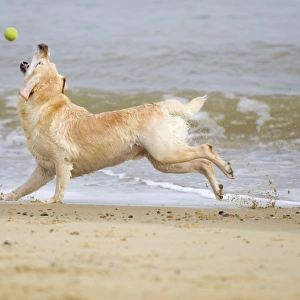 Labrador Dog Running on beach and chasing ball Waxham Beach Norfolk UK