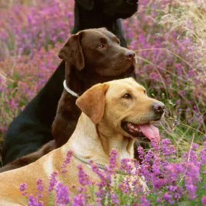 Labrador Dogs - Yellow chocolate & Black