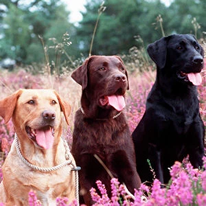 Labrador Dogs Yellow, chocolate and black Labradors in heather