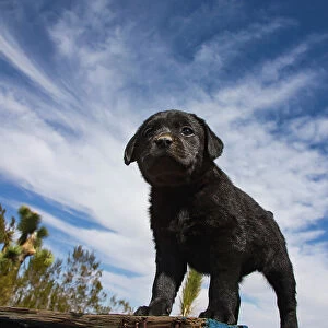Labrador retriever puppies Date: 17-03-2020