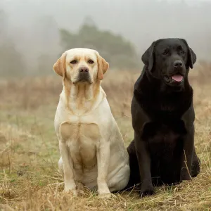 Labrador - Yellow and black