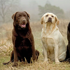 Labrador - Yellow, black and chocolate