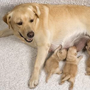 Labrador - with young puppies suckling