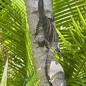 Lace Monitor / Goanna - adult climbing up the trunk of a coconut palm - Queensland, Wet Tropics World Heritage Area, Australia