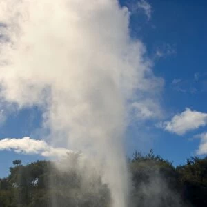 Lady Knox Geyser erupting Geyser spewing water and steam in the blue sky Waiotapu Thermal Area, Rotorua, North Island, New Zealand