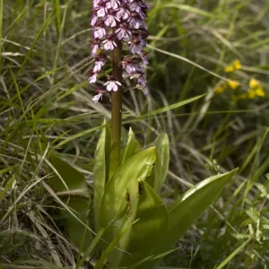 Lady orchid. Very rare in UK