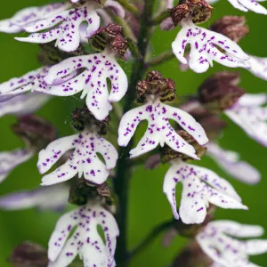 Lady Orchid, white flowering version, close - up detailed study of flowers, showing ‘bonnets, Hessen, Germany