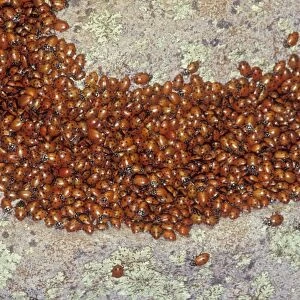 Ladybug - Congregating on a rock - Arizona - USA