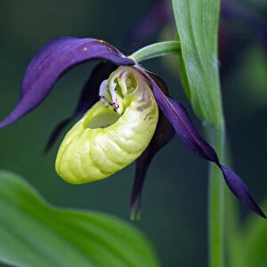 Lady's Slipper Orchid, portrait of blossom, Hessen, Germany