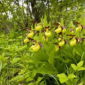 Lady's Slipper Orchids - in ancient flowery wood pasture or wooded meadow at Loode Oakwood or Oak Grove, Saarema Island, Estonia