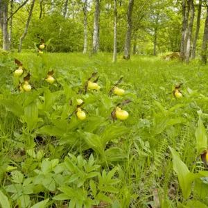 Lady's Slipper Orchids - in Laelatu Wooded Meadow, Puhtu-Laelatu Reserve; West coast of Estonia