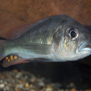 Lake Victoria cichlid, extinct in the wild