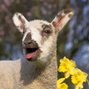 Lamb - in daffodils Lamb - in daffodils