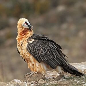 Lammergeier / Bearded Vulture - adult at feeding station. Pyrenees - Spain