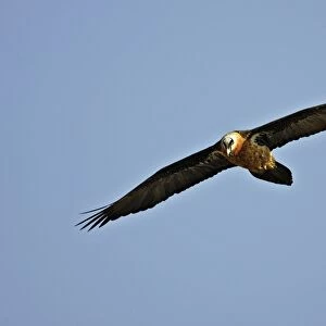 Lammergeier / Bearded Vulture. Bale Mountains - Ethiopia - Africa
