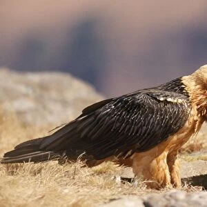 Lammergeier / Bearded Vulture - with bone in beak