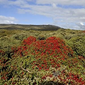 Landscape with Crawberry, Falkland Islands
