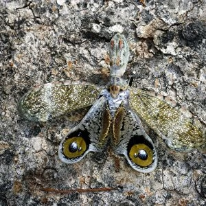 Lanternfly / "Peanut-head Bug" / "Alligator Bug" Heath River Centre Amazon Peru